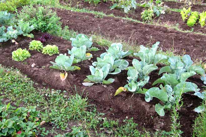 A NOSA HORTA, XARDÍN, PLANTAS MEDICINAIS E PODA