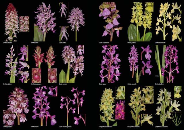 PLANTAS SILVESTRES DE ESPAÑA PENINSULAR