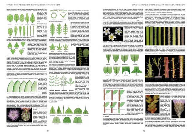 PLANTAS SILVESTRES DE ESPAÑA PENINSULAR