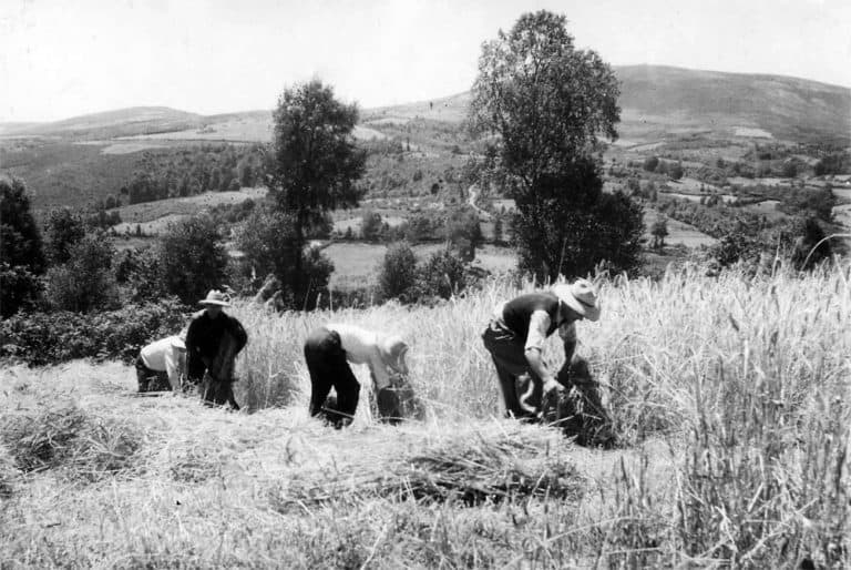 INFORME SOBRE LOS OSCOS