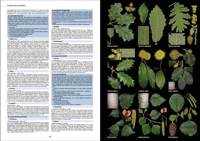 PLANTAS SILVESTRES DE ESPAÑA PENINSULAR