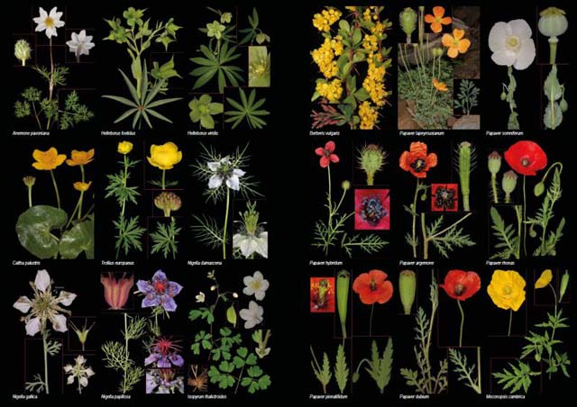 PLANTAS SILVESTRES DE ESPAÑA PENINSULAR