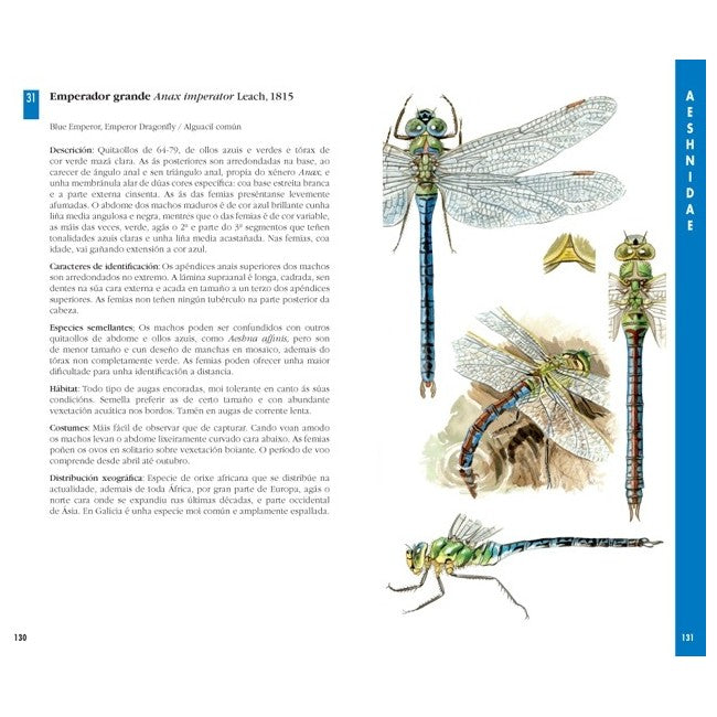 GUÍA DAS LIBÉLULAS DE GALICIA