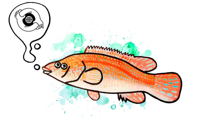 GUÍA DEFINITIVA DOS PEIXES DA GALIZA