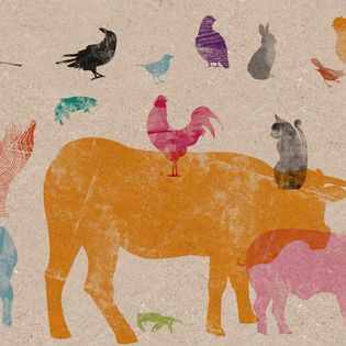 PEQUENA FAUNA DO CANTIGUEIRO DE COTOBADE